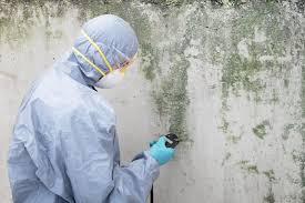 Why You Should Choose Our Mold Remediation Services in Tracy, MN